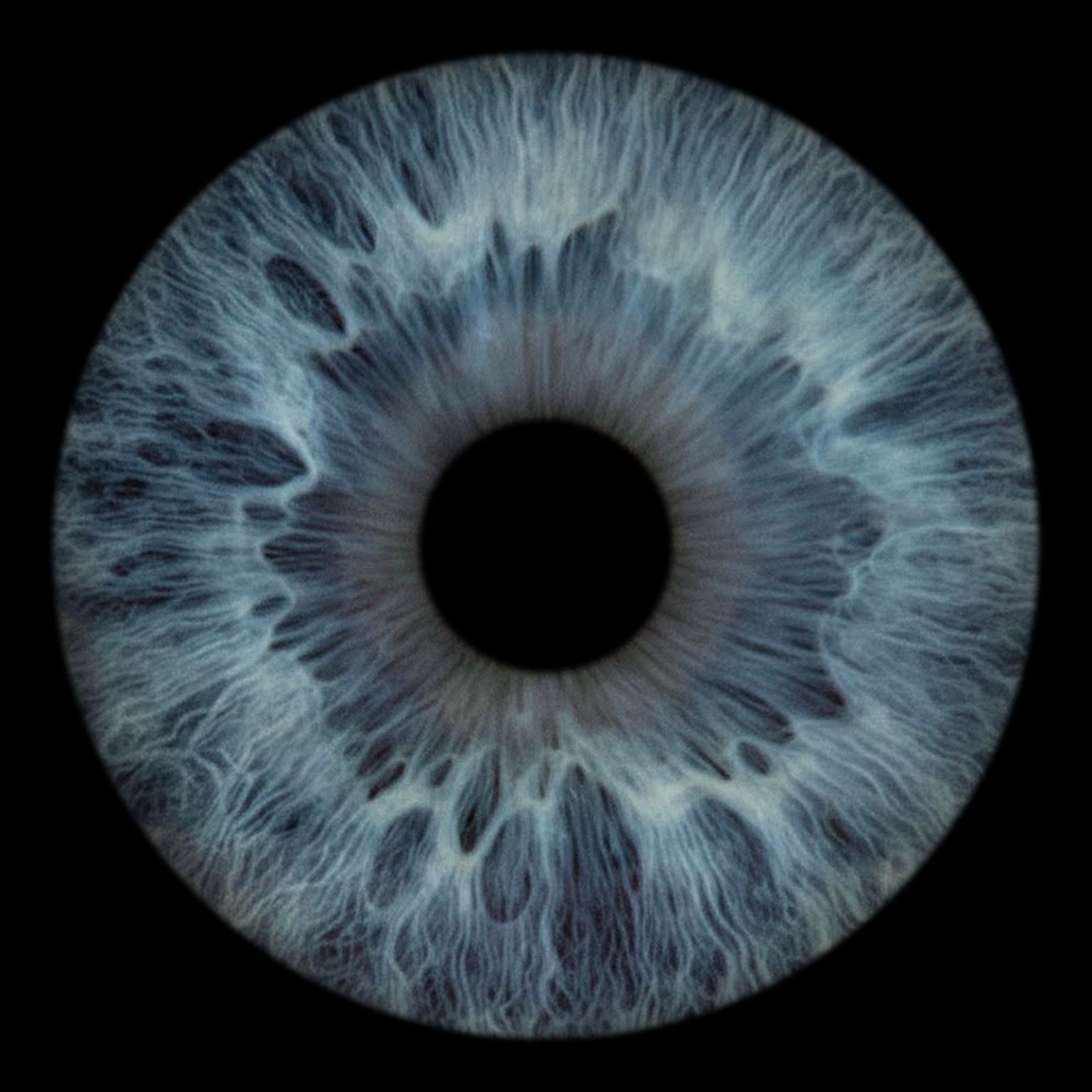 Een blauwe iris van dichtbij